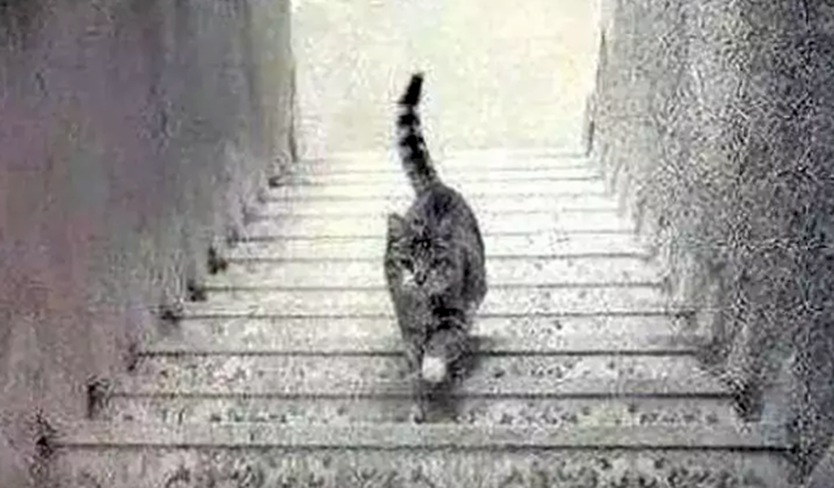 Test de personalitate. Ce vezi: pisica urcă sau coboară scările? Psihologii americani au arătat ce spune asta despre tine